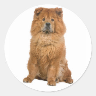 Liebe Chow Chow Welpe Hund Gruß Sticker
