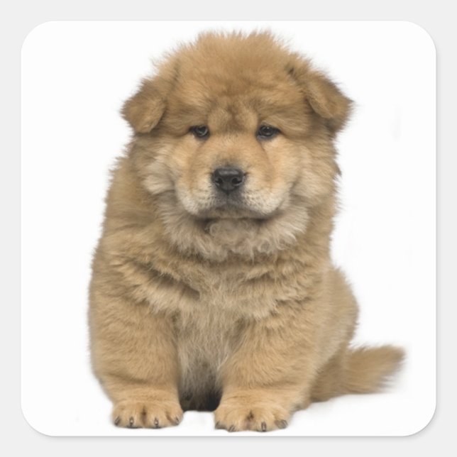Liebe Chow Chow Welpe Hund Gruß Sticker (Vorderseite)