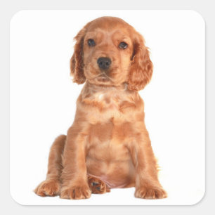 Liebe Cocker Spaniel Welpen Hund Aufkleber