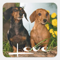 Liebe Dackel Welpen-Hundeaufkleber / Siegel