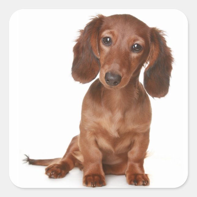 Liebe Dackel Welpen-Hundeaufkleber / Siegel Quadratischer Aufkleber (Vorderseite)