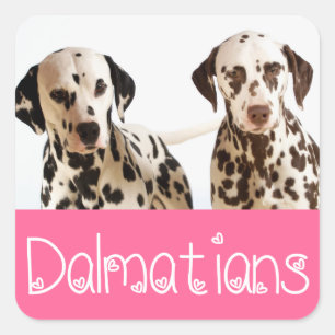 Liebe Dalmatiner Welpen-Hunde-Gruß-Aufkleber Quadratischer Aufkleber