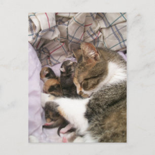 Liebe der Mütter Postkarte