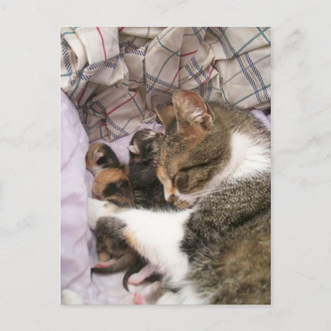 Liebe der Mütter Postkarte (Vorderseite)