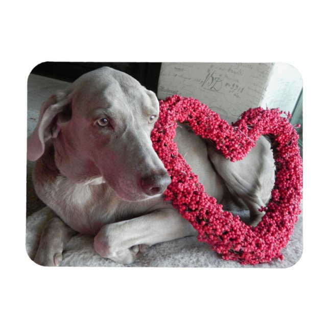 Liebe des Regens - Hund - Weimaraner Magnet (Horizontal)