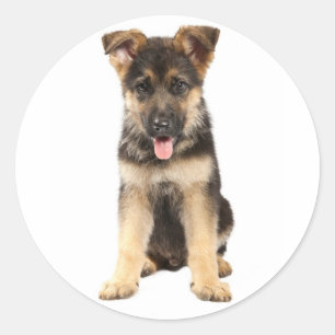 Liebe Deutsche Schäferhund Welpen Aufkleber
