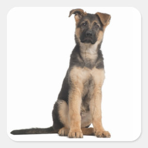 Liebe Deutsche Schäferhund Welpen Hund Aufkleber