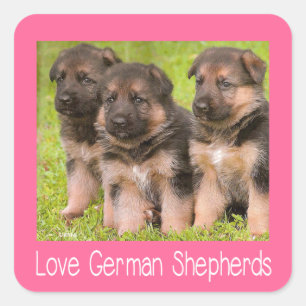 Liebe Deutsche Schäferhund Welpen Rosa Hundeaufkle Quadratischer Aufkleber
