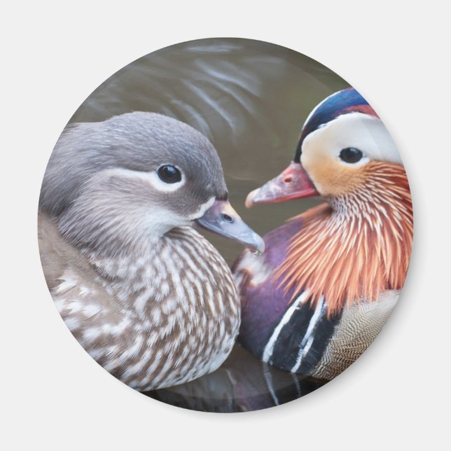 Liebe Ducks Magnet (Vorne)
