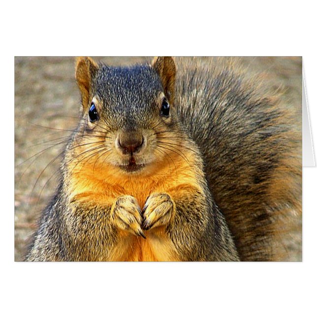 Liebe Eichhörnchen_ (Vorderseite (Horizontal))