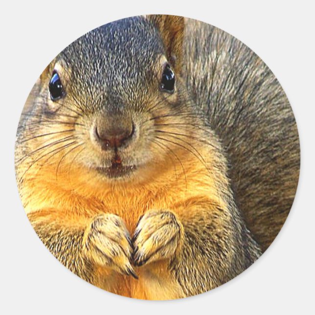 Liebe Eichhörnchen_ Runder Aufkleber (Vorderseite)