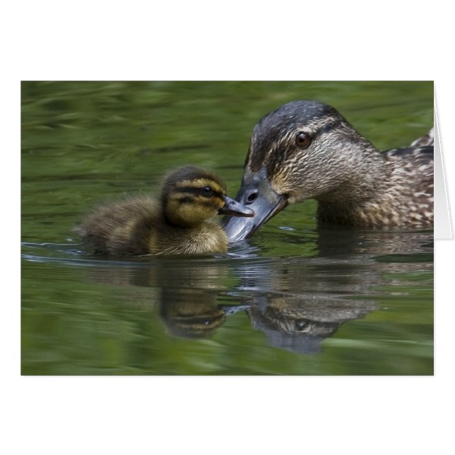 Liebe einer Mutter (Vorderseite (Horizontal))