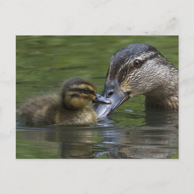 Liebe einer Mutter Postkarte (Vorderseite)