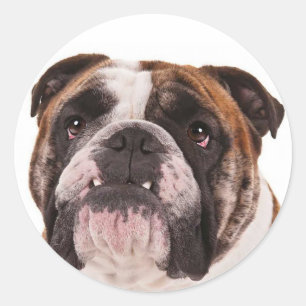 Liebe Englisch Bulldogge Welpe Hund Canine Aufkleb Runder Aufkleber