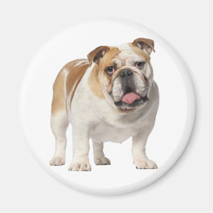 Liebe Englisch Bulldogge Welpe Hund Magnet