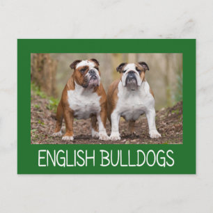 Liebe Englische Bulldogge Welpen Hund Postkarte