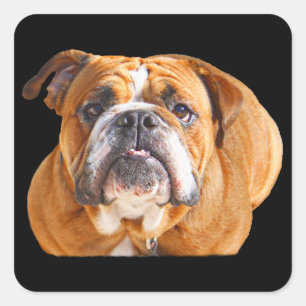 Liebe English Bulldog dog Face - Brown Mascot Quadratischer Aufkleber