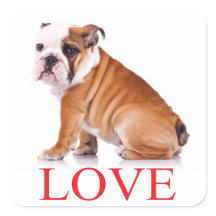 Liebe English Bulldog Puppy Docker / Siegel