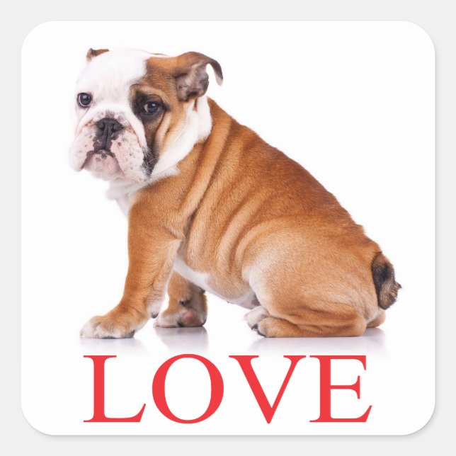 Liebe English Bulldog Puppy Docker / Siegel Quadratischer Aufkleber (Vorderseite)