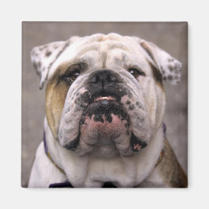 Liebe English Bulldog Welpe Dog Magnet