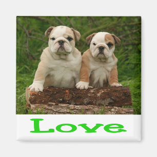 Liebe English Bulldog Welpe Hund Grün Magnet
