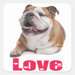 Liebe English Bulldog Welpen-Hund-Gruß-Aufkleber Quadratischer Aufkleber