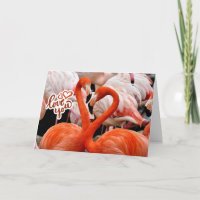 Liebe euch zwei schöne Flamingo-Vögel 