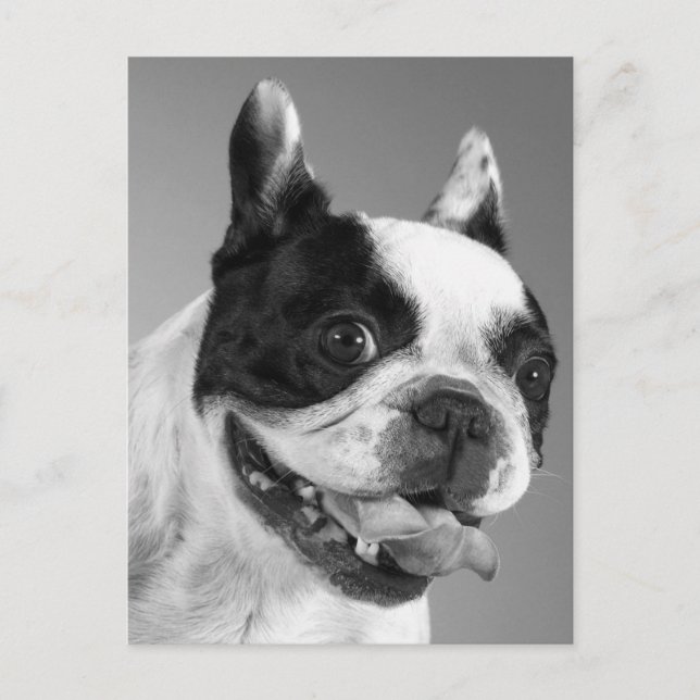 Liebe Französische Bulldog-Welpendockkarte Postkarte (Vorderseite)