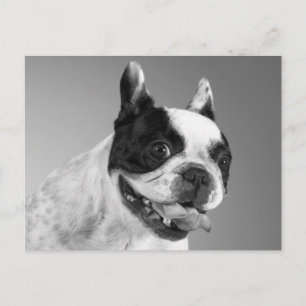 Liebe Französische Bulldogge Welpen Hund Postkarte