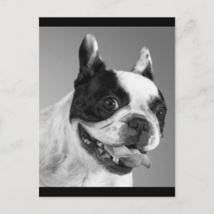 Liebe Französische Bulldogge Welpen Hund Postkarte