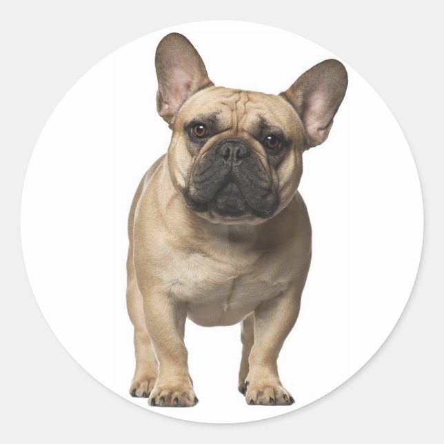 Liebe French Bulldog Brown Puppy Dog Runder Aufkleber (Vorderseite)