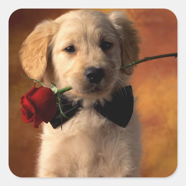 Liebe Golden Retriever Puppy Docking Stickers (Vorderseite)