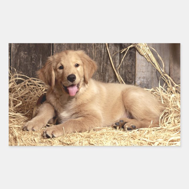 Liebe Golden Retriever Puppy Docking Stickers (Vorderseite)