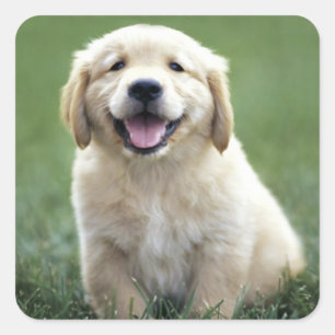 Liebe Golden Retriever Welpe Hundekleber Quadratischer Aufkleber