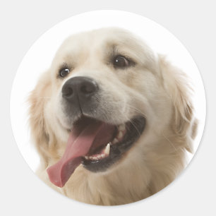 Liebe Golden Retriever Welpe Hundekleber Runder Aufkleber