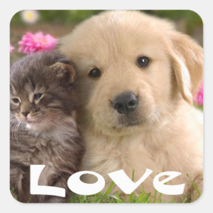 Liebe Golden Retriever Welpe und Kätzchen Aufklebe Quadratischer Aufkleber