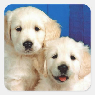 Liebe Golden Retriever Welpen Hund Aufkleber