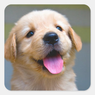 Liebe Golden Retriever Welpen Hund Aufkleber
