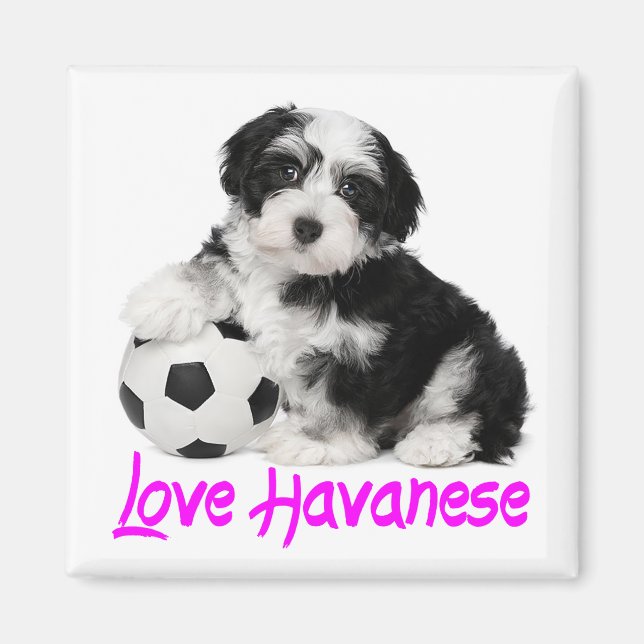 Liebe Havanese Puppy Dog Magnet (Vorne)