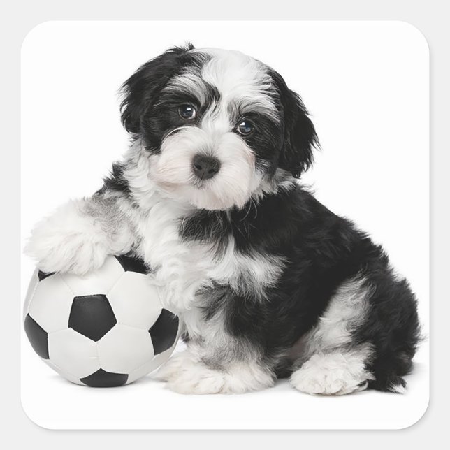 Liebe Havanese Puppy Hunde Stickers Siegel (Vorderseite)