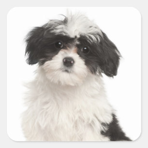 Liebe Havanese Puppy Hunde Stickers Siegel