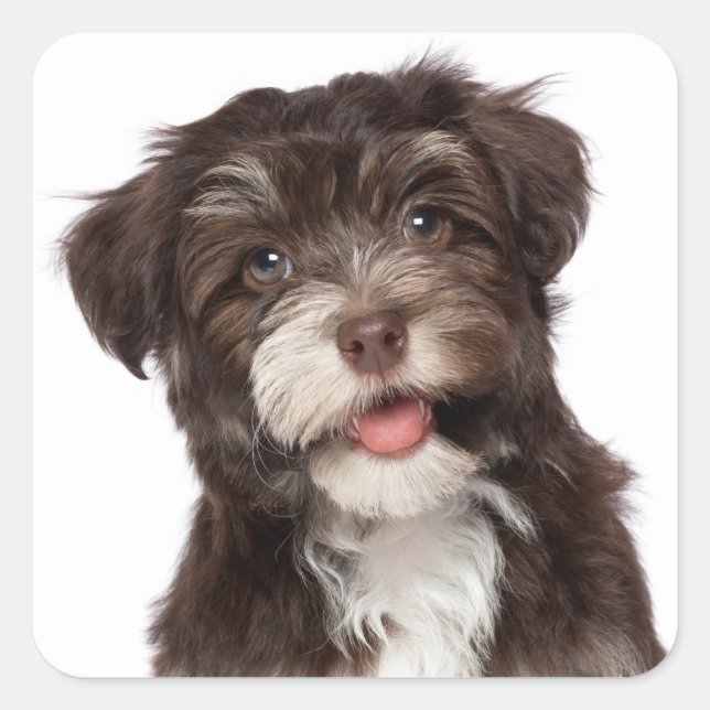 Liebe Havanese Puppy Hunde Stickers Siegel (Vorderseite)