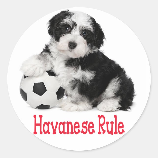 Liebe Havanese Puppy Hunde Stickers Siegel (Vorderseite)