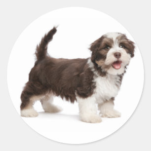 Liebe Havanese Schokolade Braun Welpen Hund Hallo Runder Aufkleber
