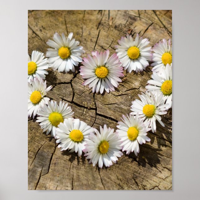Liebe Heart Daisies Poster (Vorne)