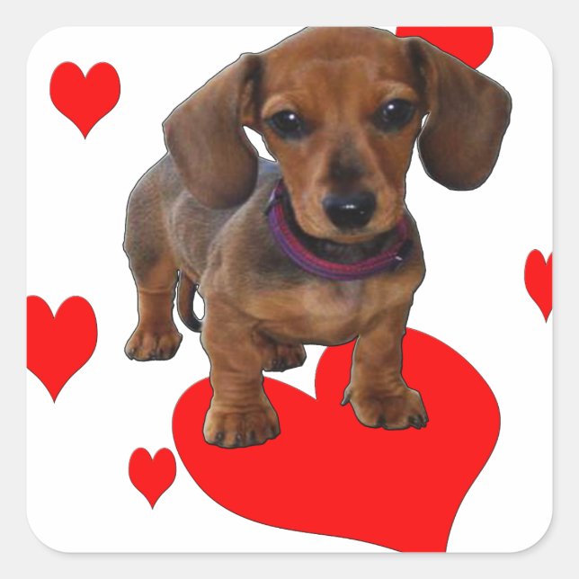 Liebe (Herz) Dachshund - Dackel Quadratischer Aufkleber (Vorderseite)