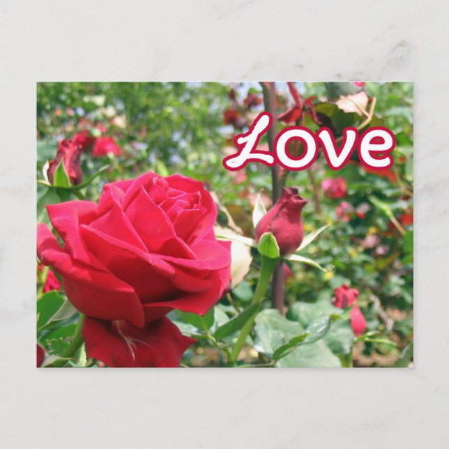 Liebe Hinweis Rose Postkarte (Vorderseite)