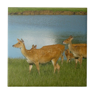 Liebe Hirsche Natur Frieden Kunst und Spaß Fliese