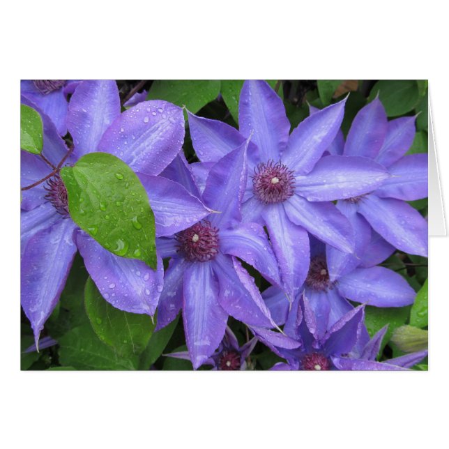 Liebe ich Blau - TBD Reihe (Vorderseite (Horizontal))