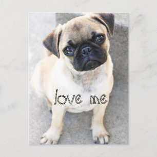Liebe ich - niedliche Mops Postkarte